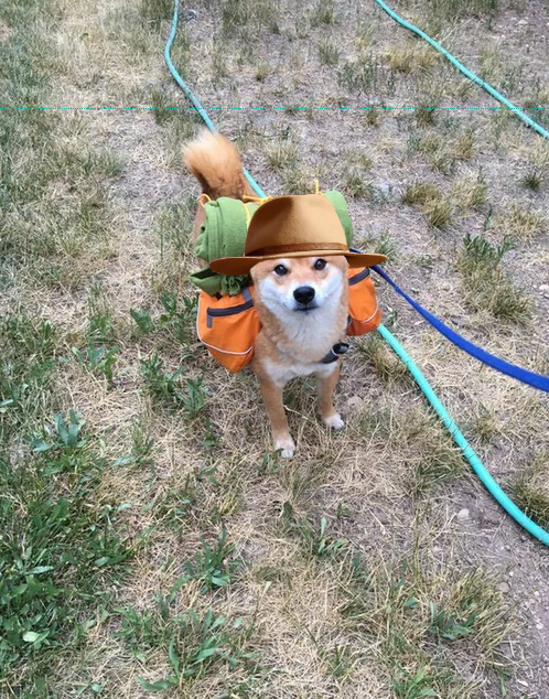 Hund mit Hut